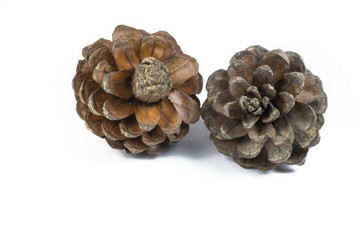 Two cedar cones
