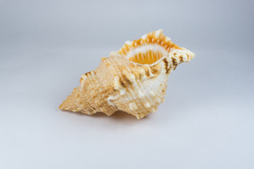 The conch shell
