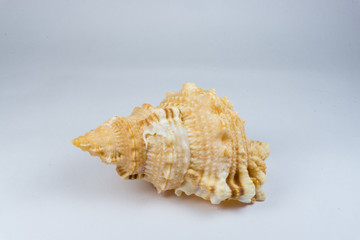 The big seashell
