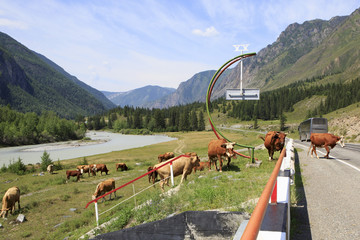 Cows walk on Chuysky Trakt. 