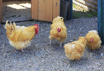 Orpington breed chickens on the farm