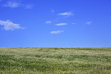 Beautiful summer field of buckwheat and a blue sky.