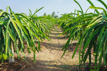 One footpath in dragon fruit garden
