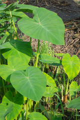 Green Clump of Large Leaf caladium
