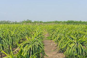 Dragon fruit garden in the sunlight
