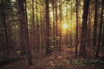 Vintage style photo of old forest at sunny morning