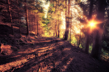 Vintage style image of old forest at sunny morning