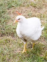 Young white chicken on a poultry farm