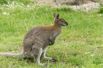 Naklejka na ściany i meble kangaroos on grass
