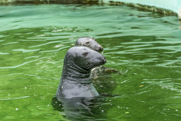 Naklejka premium two seal