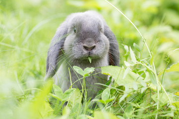 Fototapeta premium Adorable baby rabbit eating grass on the lawn