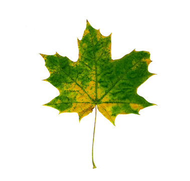 Maple leaf isolated on white background.