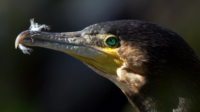 Kormoran Nahaufnahme