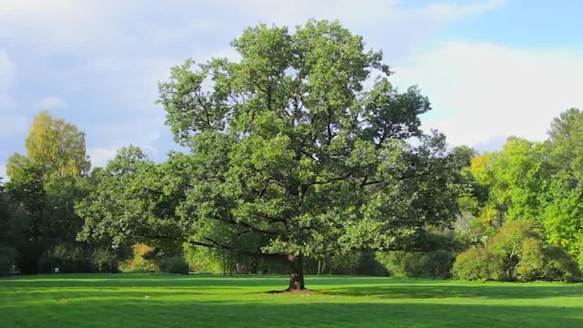 Oak in a clearing in the woods. timelapse