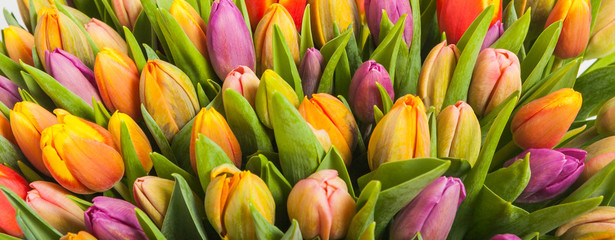 Obrazy na Plexi  bukiet wielokolorowych tulipanów