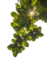 Green leaf with sun rays