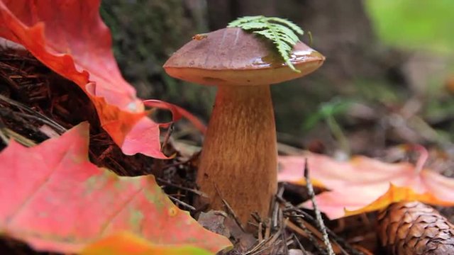 Large mushroom in the autumn forest