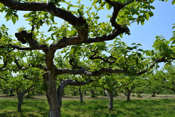 柿の木／山形県の庄内地方で、柿の木の風景を撮影した写真です。