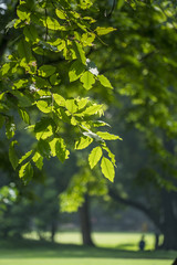 Fototapeta premium green leaves in the sunshine