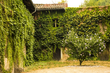 Old ivy-covered house