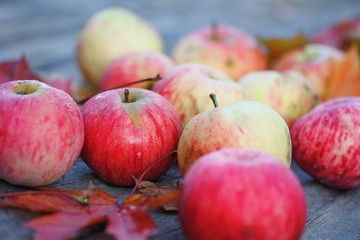 Fresh harvest of ripe apples