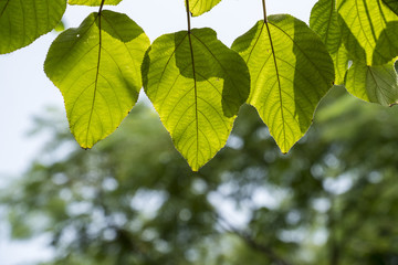 Fototapeta na wymiar green leaves in the sunshine