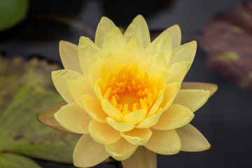 Yelow water lotus isolated
