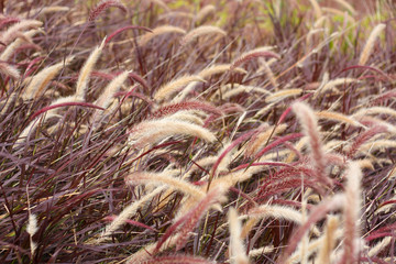dark reed flower background