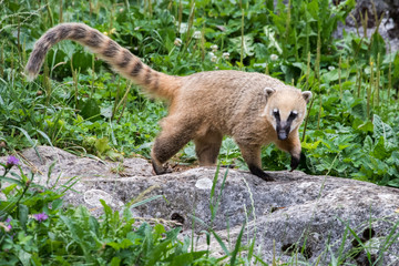 Coati Nasua nasua Racoon portrait
