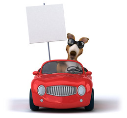 Fun kangaroo © Julien Tromeur