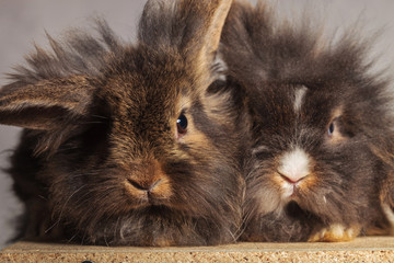Two adorable lion head rabbit bunnys sitting together