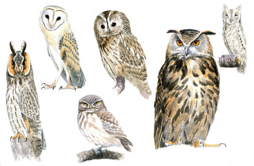 Owls