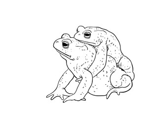 Toad amplexus