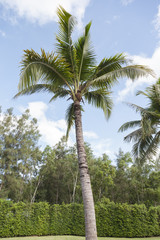 Fototapeta premium Coconut tree