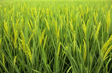 Rice Field