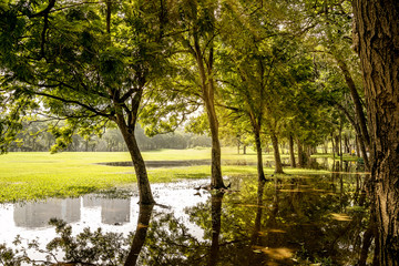 Fototapeta na wymiar Green tree park in morning after heavy rain