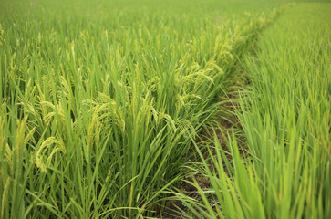 Rice Field