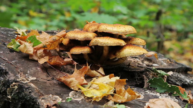 Forest Mushrooms slider shoot 4