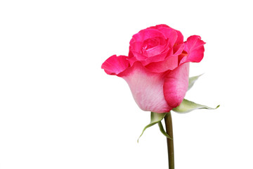 Single pink rose isolated on white