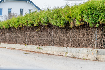 Zaun und grüne Hecke