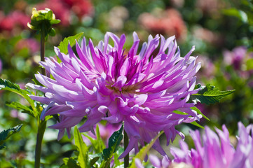 Dahlias in the garden.