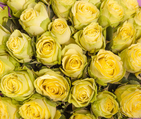 Obraz na płótnie Canvas Background image of yellow roses