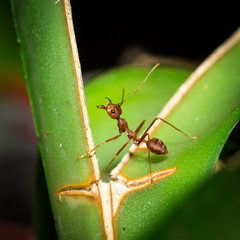 Red ant.