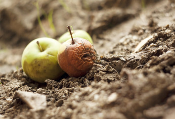 Grubby apples lying on the ground