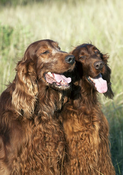 Beautiful dogs panting in a hot summer