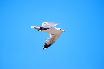 Seagull isolated flying sky lateral view