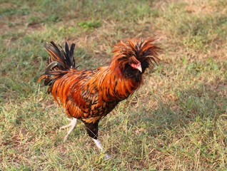 Rooster farms with the tuft of feathers over the crest