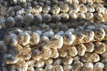 Trecce di aglio anti sortilegio e superstizione