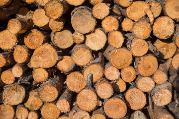 pile of wooden logs