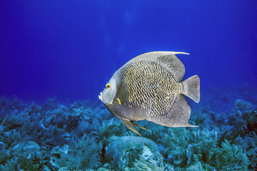 French angelfish